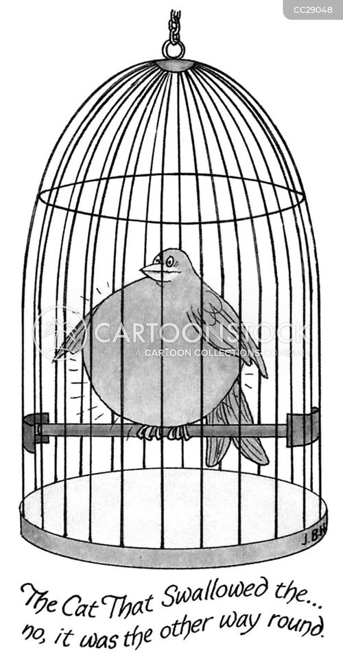 bird in bird cage