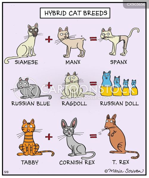 russian doll cats