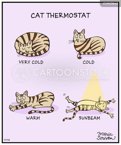Cats In The Sun Cartoons and Comics - funny pictures from CartoonStock