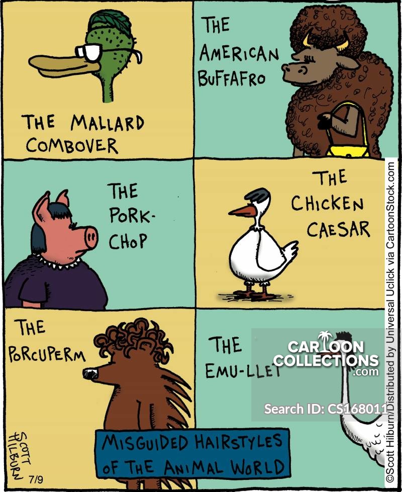 Emus Cartoons And Comics Funny Pictures From Cartoon Collections